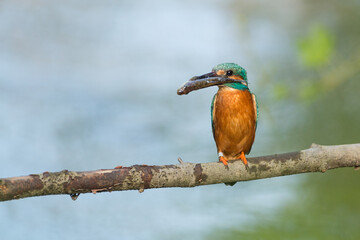 kingfisher with a catched fish on a branch