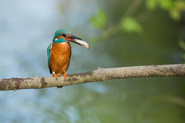 kingfisher with a catched fish on a branch
