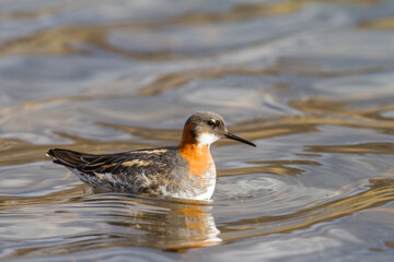 red-necked phalarope (Phalaropus lobatus) in iceland