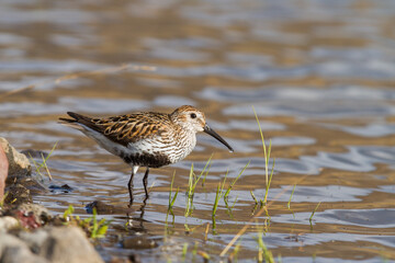 dunlin (Calidris alpina) at a little lake in iceland