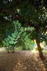 Carob tree (Ceratonia siliqua L., 1753) Sassari, Sardinia, Italy