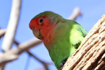 A colorful green and red parrot rests on a tree branch with a blurred background of a clear blue sky. The image captures the vibrancy and grace of this tropical bird in natural light.