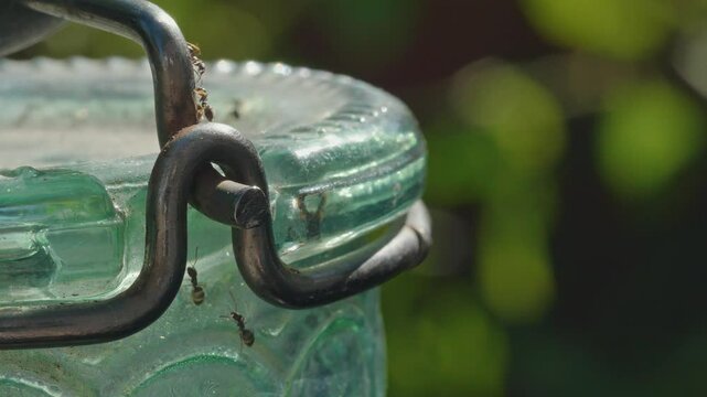 Ants crawling over a hummingbird feeder