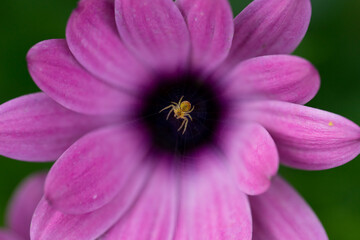 purple flower