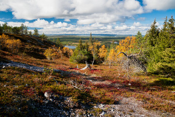 evening mood in finland