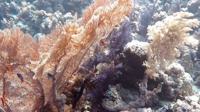 Sunlight filters through a vibrant coral reef ecosystem underwater