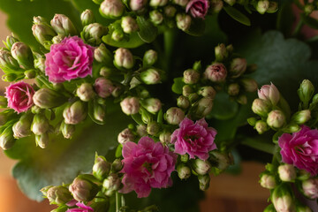 Pink Kalanchoe Blossfeldiana Flowers in Bloom with Buds – Close-Up of Succulent Houseplant with Green Leaves and Clusters of Rose-Like Blossoms Indoors in Natural Light