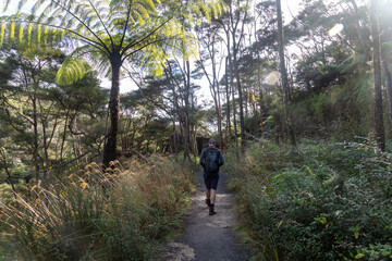 Fototapeta premium A man hikes a trail through lush forest in The Crown Mines, Karangahake, Coromandel Peninsula, New Zealand. He is enjoying the natural beauty of the area.