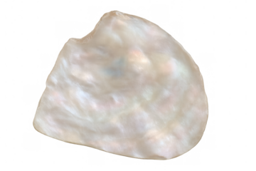 Polished mother-of-pearl fragment revealing shimmering nacre surface, reflecting light against transparent backdrop