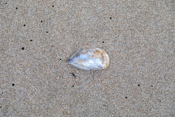 A seashell rests on the sandy beach in Opoutere, Coromandel Peninsula, New Zealand. The shell was left behind by the ocean, a reminder of the sea's power and beauty.