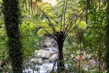 A lush fern tree stands tall in Wentworth Valley, Whangamata, Coromandel Peninsula, New Zealand,...