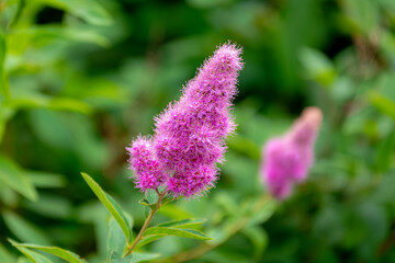 Selective focus of purple pink flower Spiraea salicifolia in garden, The Bridewort, Willow-leaved meadowsweet, Spice hardhack or Aaron's beard is a species of flowering plant in the family of Rosaceae