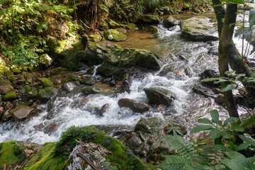 A stream flows through a lush forest in Wentworth Valley, Whangamata, Coromandel Peninsula, New Zealand. Water cascades over moss-covered rocks, creating a peaceful and serene natural scene.