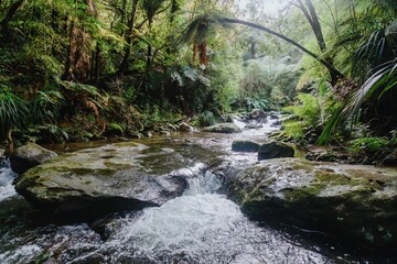 A stream flows through a lush forest in Wentworth Valley, Whangamata, Coromandel Peninsula, New...