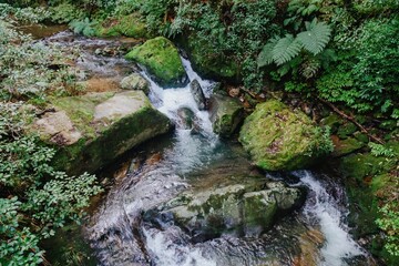 A stream flows through a lush forest in Wentworth Valley, Whangamata, Coromandel Peninsula, New...