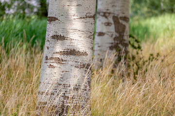 Selective focus of the tree in the wood with grass, Bark of old birch tree (betula alba, betula pubescens, white birch) in a shaped like eyes on the trunks, Nature pattern texture background.
