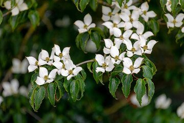 Selective focus white cream flowers Cornus florida on the tree with green leaves, The flowering dogwood is a species of flowering tree in the family Cornaceae, Natural floral patten background.