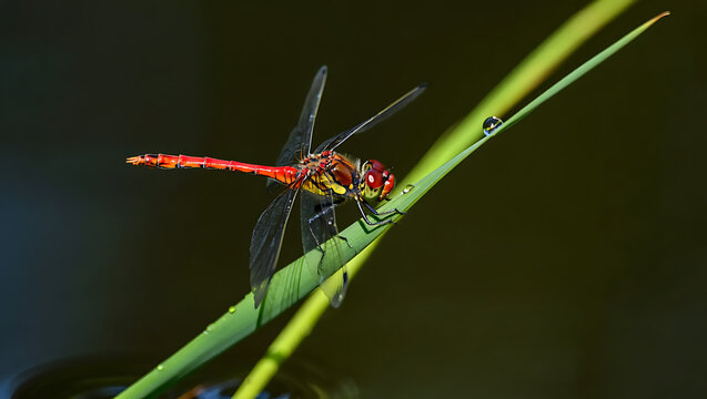 A vibrant red dragonfly with transparent wings rests gracefully on a slender green blade of grass near a tranquil pond, its intricate details highlighted by the sunlight
