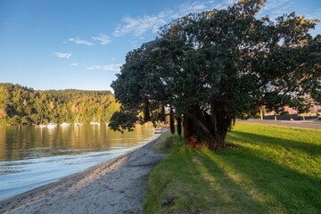 A scenic view of a pohutukawa tree on a beach in Whangamata, Coromandel Peninsula, New Zealand. The...
