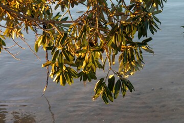 Golden light illuminates a Pohutukawa tree branch extending over calm water in Whangamata,...