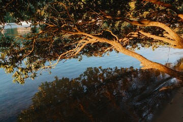 Golden light illuminates a Pohutukawa tree branch extending over calm water in Whangamata,...