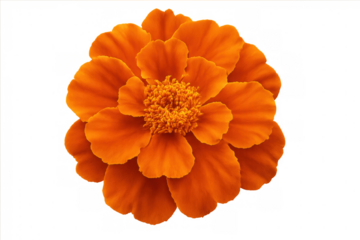 Orange marigold flower blooming, featuring intricate petal details and vivid golden-orange coloration against transparent backdrop