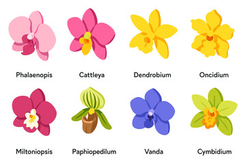 Colorful orchid varieties in flat style featuring potted and blooms