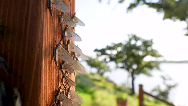 mayflies cling to a wooden post