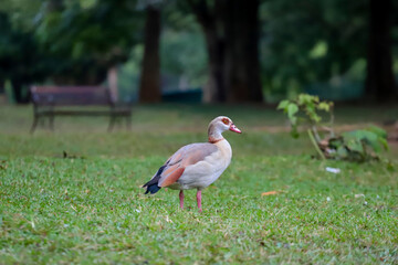 An Egyptian goose in shades of beige, brown, and white, with a reddish beak, poses in profile on a green lawn, with blurred nature in the background