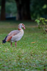 An Egyptian goose in shades of beige, brown, and white, with a reddish beak, poses in profile on a green lawn, with blurred nature in the background.