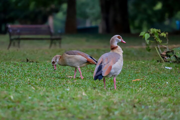 Two Egyptian geese, one in profile and the other with its head down, forage on a green lawn, with blurred trees and a bench in the background.