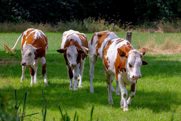 Summer countryside landscape, Flock of Dutch cows with brown, orange and white spot standing and nibbling fresh grass on green meadow, Open farm with dairy cattle on the field, Overijssel, Netherlands