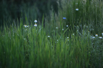 Lush grass and wildflowers thrive in a tranquil setting, inviting peace and immersing one in nature