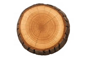 Close-up of a tree trunk cross section revealing its growth rings, isolated on a transparent background