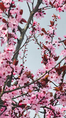 pink cherry blossoms