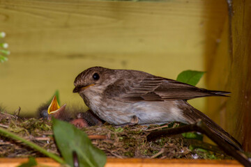 Spotted flycatcher, Muscicapa striata, at nest  Sardinia, Alghero, Italy.