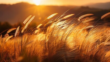 wind swayed grass with feathery seed heads under golden sunlight