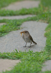Spotted flycatcher, Muscicapa striata, catching a fly Single bird, Sardinia, Alghero, Italy.