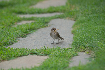 Spotted flycatcher, Muscicapa striata, catching a fly Single bird, Sardinia, Alghero, Italy.