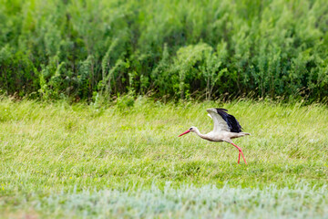 A white stork taking off from a green meadow with forest in background. Wildlife moment in natural...
