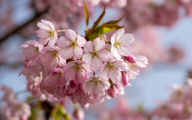 Beautiful pink cherry blossom tree flowers blooming in spring nature photography stock photo