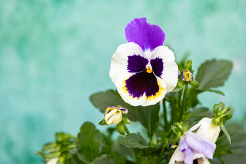 Violet and yellow pansy flowers in a container garden. Early spring mood, selective focus with...