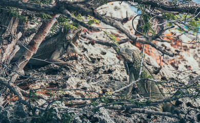 Iguana in the woods near the sea