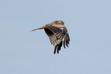 Western Marsh Harrier Flying