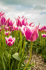 Bulb fields with tulips in Burgervlotbrug