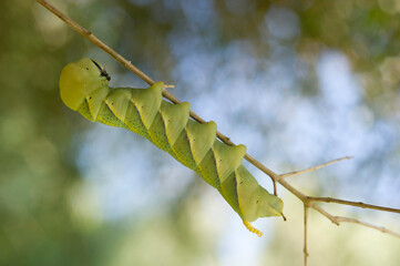 death's-head hawkmoth (Acherontia atropos), caterpillar feeds Sardinia, Italy