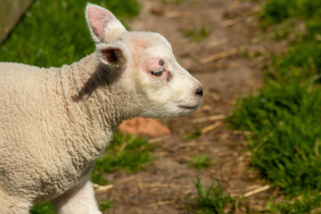 Lambs in the meadow on the island Texel