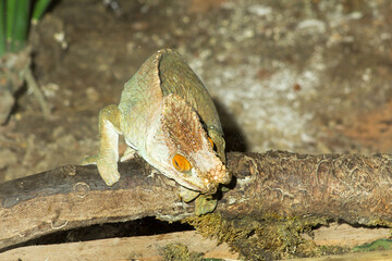 Climbing Kamaleon looking at me, changing colors, playing hide and seek.