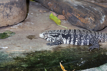 Salvator merianae, argentine teju