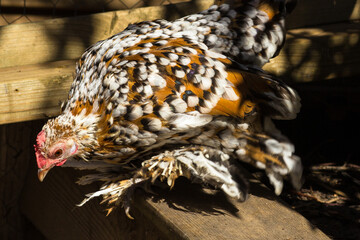 Who calls me chicken? I am a bantam chick with socks and leg warmers, related to the dinosaurs.